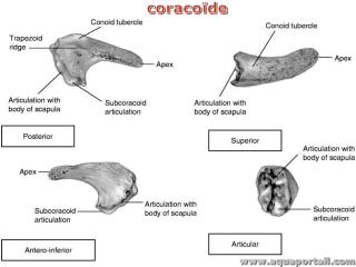 coracode