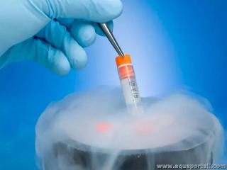 cryoprservation