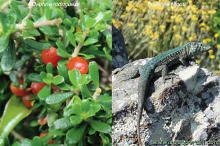 Dissmination des graines de Daphne rodriguezii par le lzard Podarcis lilfordi