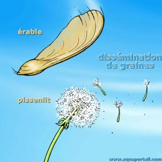 Dissmination de graines (rable et pissenlit)