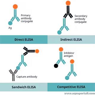 Photo de ELISA et ses synonymes. Divers types de dosages ELISA