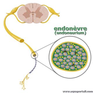 Endonvre (endoneurium)