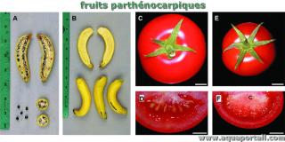 mot en P : parthnocarpique
