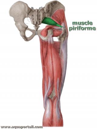 piriforme