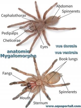 Anatomie dorsale et ventrale d'un Mygalomorphe