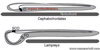 organe infundibulaire