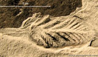Organisme osmotrophe (fougre fossilise)
