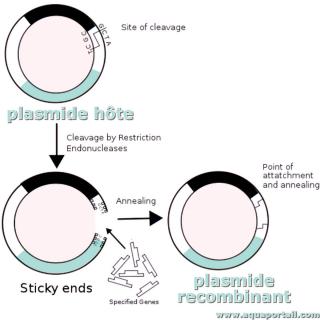 plasmide recombinant