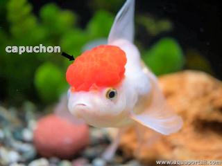 Capuchon cphalique du poisson Oranda Redcap
