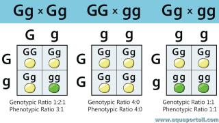 Ratios gnotypique et phnotypique de 3 combinaisons