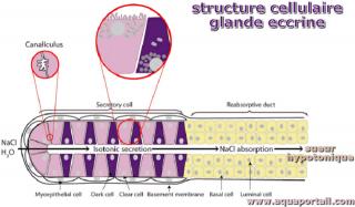 Structure cellulaire d'une glande eccrine