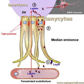 Tanycytes et systme nerveux du cerveau