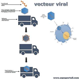 vecteur viral