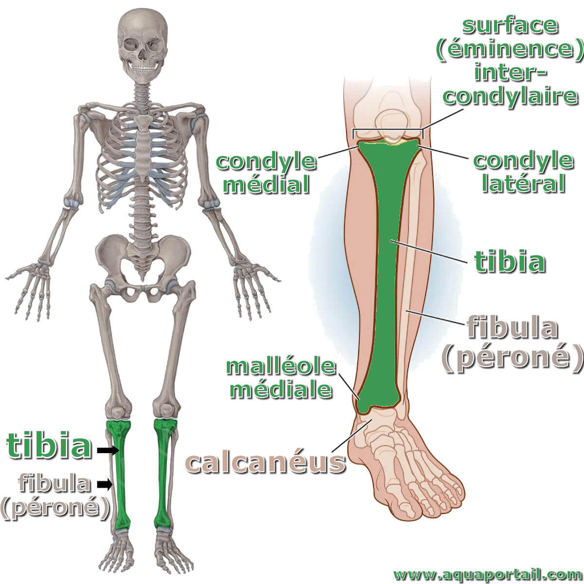 Cheville anatomie D finition Et Explications