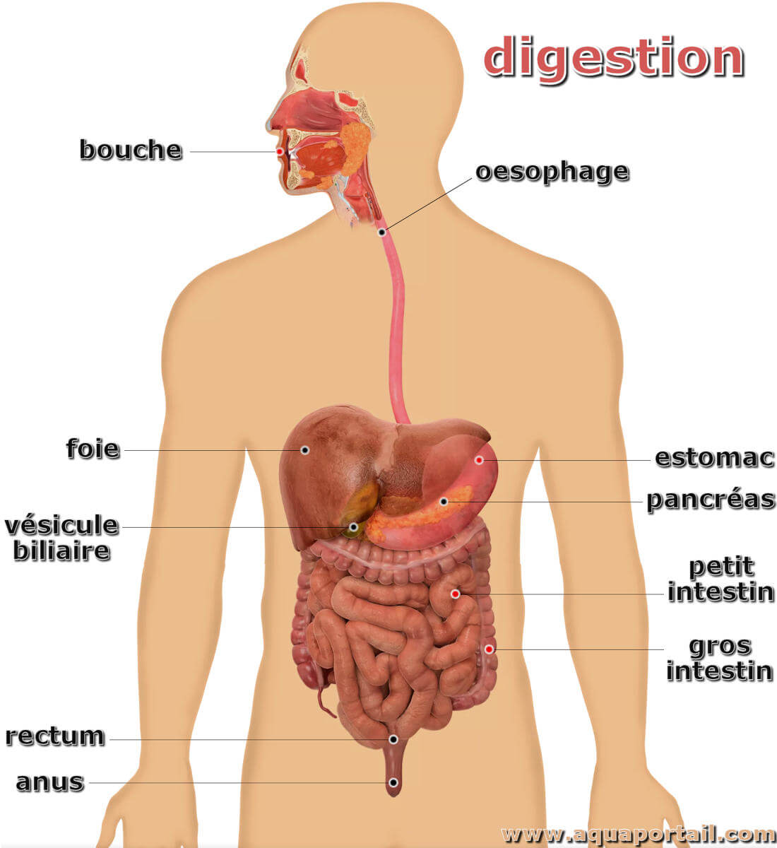 Digestion : définition, humaine, durée, étapes