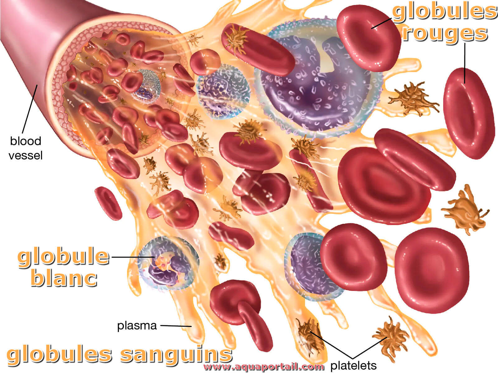 H maties Globules Rouges l ves EMYX H maties Globules Rouges l ves EMYX