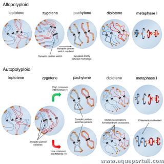 allopolyplode