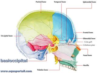basioccipital