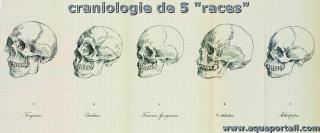 Craniologie de 5 races