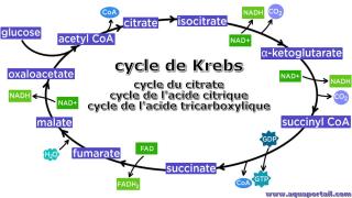 Cycle de Krebs (cycle du citrate simplifi)