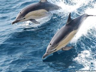 Dauphin commun  bec court (Delphinus delphis delphis)