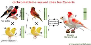 Dichromatisme sexuel chez les Canaris (oiseaux)