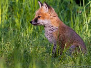 Jeune renardeau Vulpes vulpes