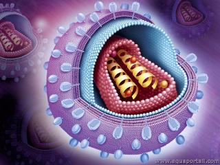 Reprsentation d'un lentivirus