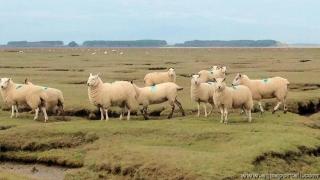 Moutons de pr-sal
