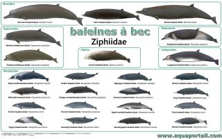 Espces de l'ordre Ziphiidae (baleines  bec)