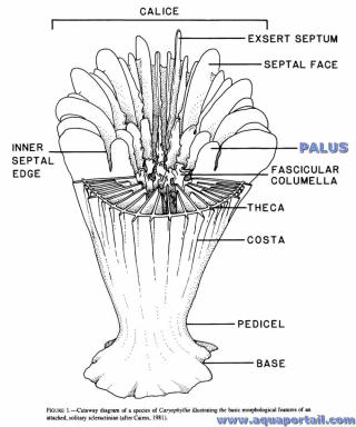 Palus d'un corail