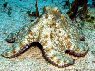 Pieuvre commune Octopus vulgaris