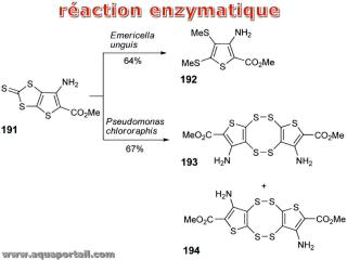 Raction enzymatique