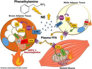 Thermognine