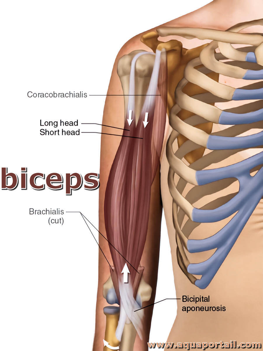 Biceps : définition et explications