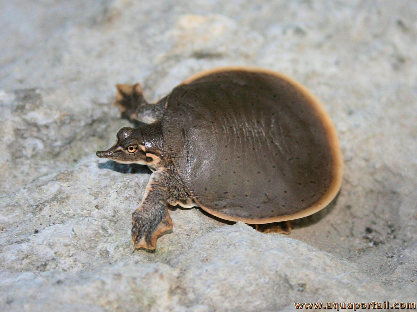 Carapace de tortue - Taille moyenne