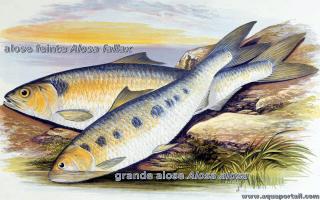 Comparaison entre Alosa fallax (alose feinte) et Alosa alosa (grande alose)