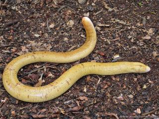 Amphisbaenidae (especie Amphisbaena alba)