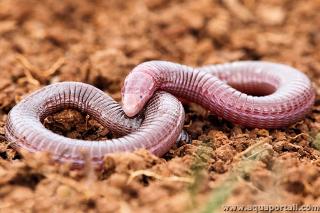 Blanus (espce Blanus cinereus)