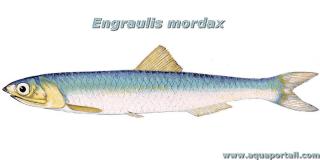 Dessin morphologique de l'anchois Engraulis mordax