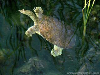 Apalone (especie Apalone mutica)