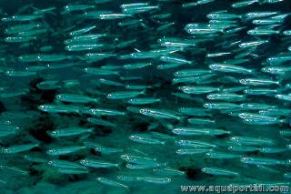 Banc de sprats (Sprattus sprattus) en mer