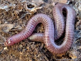 Blanidae (espce Blanus cinereus)