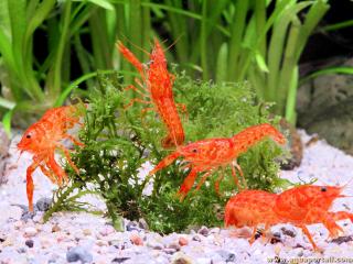 Grupo de cangrejos de ro Cambarellus patzcuarensis naranja