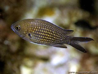 Castagnole mle, espce Chromis chromis de Mditerrane