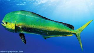 Coryphne Coryphaena hippurus
