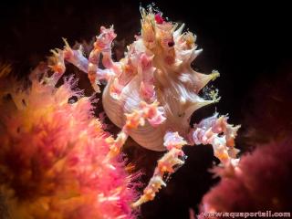 Crabe Hoplophrys oatesi sur alcyonaire