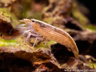 Crevette bambou Atyopsis moluccensis