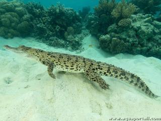 Cocodrilo de agua salada Crocodylus porosus en el agua
