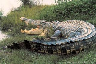 Cocodrilo de agua salada adulto (Crocodylus porosus)